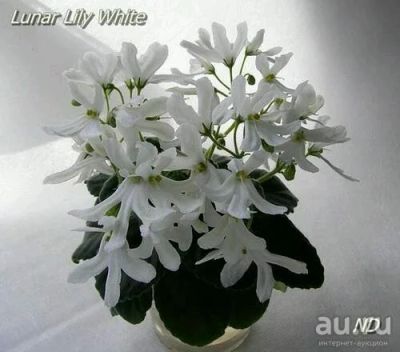 Лот: 10837983. Фото: 1. Фиалка Lunar Lily White лист. Горшечные растения и комнатные цветы