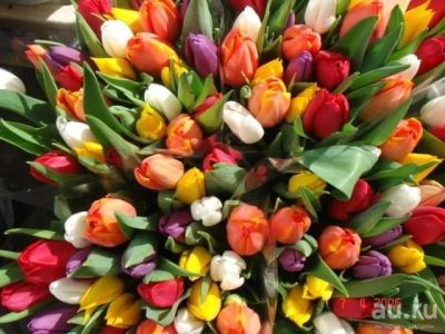 Лот: 9175032. Фото: 1. Тюльпаны оптом. Подарки на 8 марта