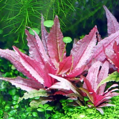 Лот: 25414890. Фото: 1. Криптокорина Фламинго (Cryptocoryne... Водные растения