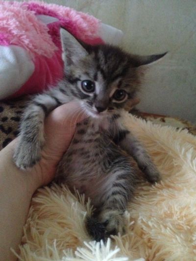 Лот: 11632716. Фото: 1. Котёнок Малыш. Кошки, котята