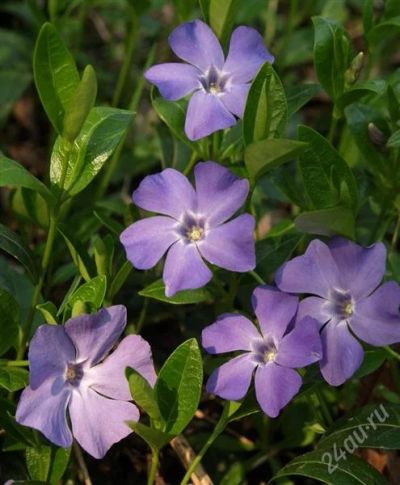 Лот: 7512666. Фото: 1. барвинок vinca minor. Садовые цветы