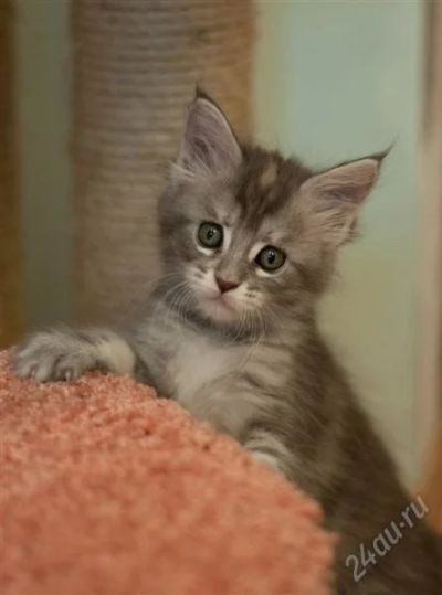 Лот: 2026208. Фото: 1. Котята мейн-кун с родословной. Кошки, котята