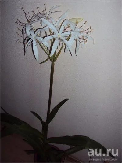 Лот: 10408887. Фото: 1. Комнатное растение кринум американский... Горшечные растения и комнатные цветы