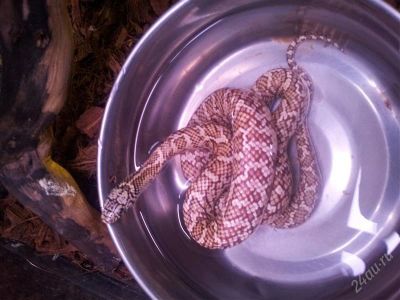 Лот: 2727216. Фото: 1. Королевская змея флоридская "Hypomelanistic... Остальные животные