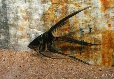 Лот: 16204671. Фото: 1. Скалярия мраморная вуалевая (Pterophyllum... Рыбки