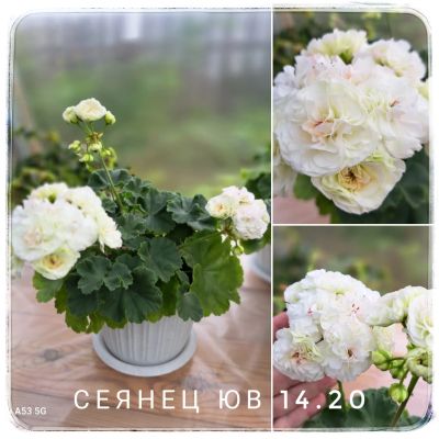 Лот: 21277853. Фото: 1. Пеларгония ЮВ 14.20. Горшечные растения и комнатные цветы