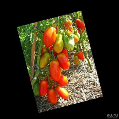 Лот: 8553917. Фото: 1. Семена томатов из частной коллекции... Овощи