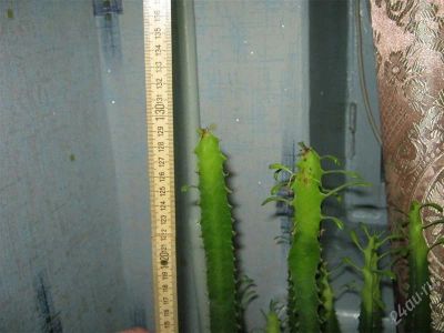Лот: 2575875. Фото: 1. Кактус. Горшечные растения и комнатные цветы
