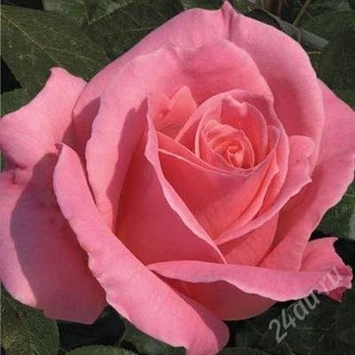 Лот: 1793166. Фото: 1. роза чайно-гибр. Смус вельвет. Другое (семена, рассада, садовые растения)