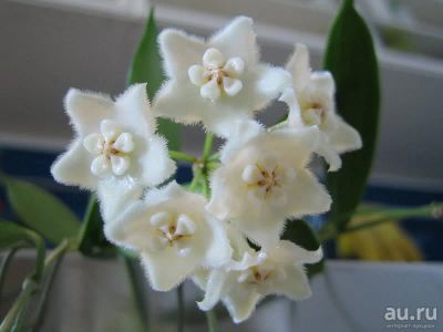 Лот: 13595701. Фото: 1. Хойя Hoya stoneana (EPC-463). Горшечные растения и комнатные цветы