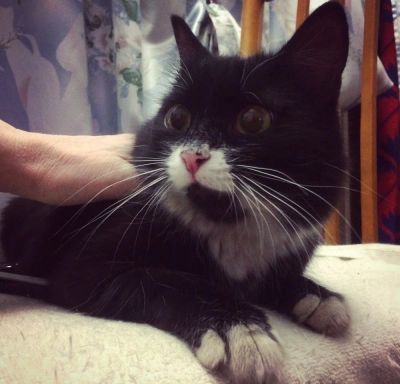 Лот: 9392241. Фото: 1. Кошечка. Кошки, котята