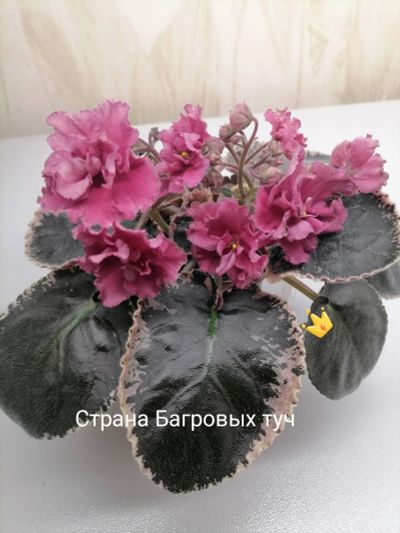 Лот: 16859141. Фото: 1. Лист Фиалки сортовые СМ Страна... Горшечные растения и комнатные цветы