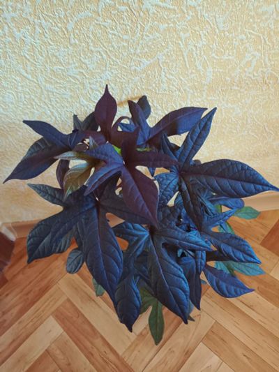 Лот: 25703419. Фото: 1. Ипомея Батат (молодое растение... Горшечные растения и комнатные цветы