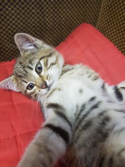 Лот: 9838410. Фото: 1. Котенок-тигренок ищет дом. 89048951337. Кошки, котята