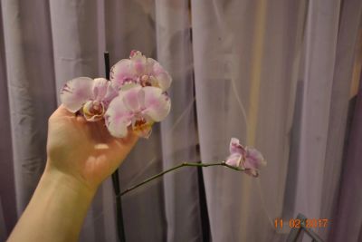 Лот: 9056870. Фото: 1. Орхидея фаленопсис 2. Горшечные растения и комнатные цветы
