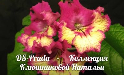 Лот: 8848747. Фото: 1. Стрептокарпус DS- prada. Горшечные растения и комнатные цветы