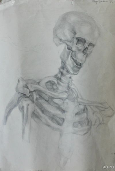 Лот: 15087383. Фото: 1. Академический рисунок скелет бумага... Предметы интерьера и быта