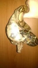 Лот: 6555356. Фото: 1. Императорский Удав ((Boa constrictor... Остальные животные