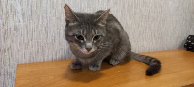 Лот: 17806663. Фото: 1. Кот. Кошки, котята
