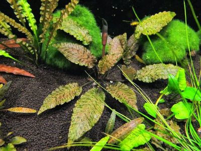Лот: 19130039. Фото: 1. Криптокорина нури (Cryptocoryne... Водные растения