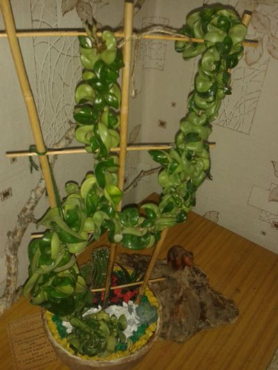 Лот: 10331561. Фото: 1. Hoya compacta carnosa ( хойя компакта... Горшечные растения и комнатные цветы