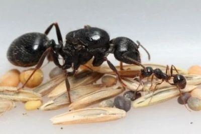 Лот: 11508952. Фото: 1. Messor structor(муравей-жнец... Остальные животные
