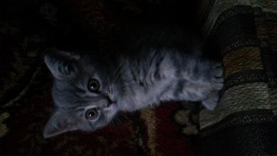 Лот: 4305059. Фото: 1. британский кот на вязку. Кошки, котята
