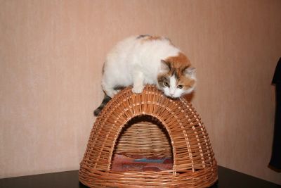 Лот: 5097888. Фото: 1. Плетеный домик для кота, кошки... Домики, переноски, клетки, когтеточки