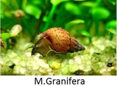 Лот: 4710400. Фото: 1. Меланья Гранифера (Melanoides... Моллюски, ракообразные, кораллы