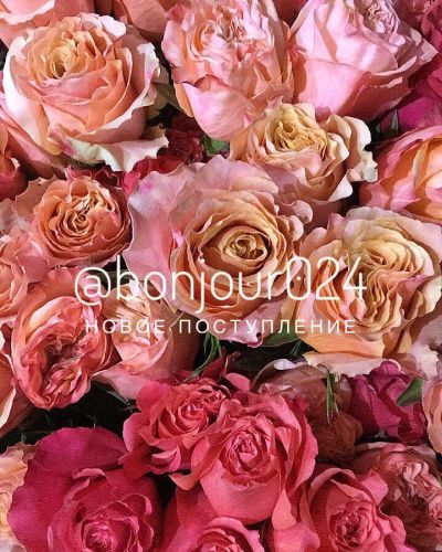 Лот: 11159513. Фото: 1. Розы кудрявые необыкновенные. Свежие цветы