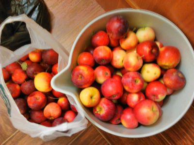 Лот: 4502827. Фото: 1. ранетки - яблоки, очень вкусные. Овощи, фрукты, зелень