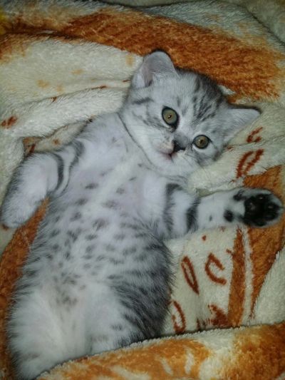 Лот: 4096526. Фото: 1. Шотландский котенок (страйт). Кошки, котята