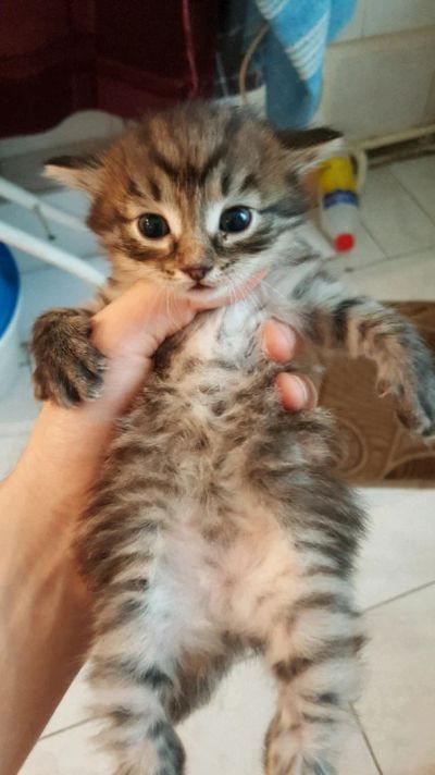 Лот: 11625739. Фото: 1. Отдам котят бесплатно даром. Кошки, котята