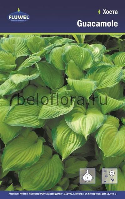 Лот: 15769124. Фото: 1. Хоста Гуакамоле / Guacamole, 1... Садовые цветы