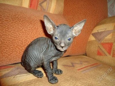 Лот: 924441. Фото: 1. котенок донского сфинкса. Остальные животные