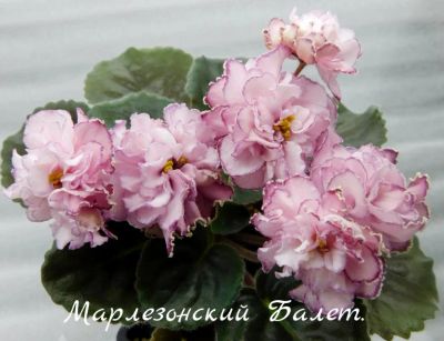 Лот: 8483825. Фото: 1. Продам лист сортовой фиалки Марлезонский... Горшечные растения и комнатные цветы
