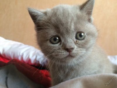 Лот: 5605978. Фото: 1. Британская кошечка. Кошки, котята