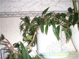 Лот: 340787. Фото: 1. филодендрон2. Горшечные растения и комнатные цветы