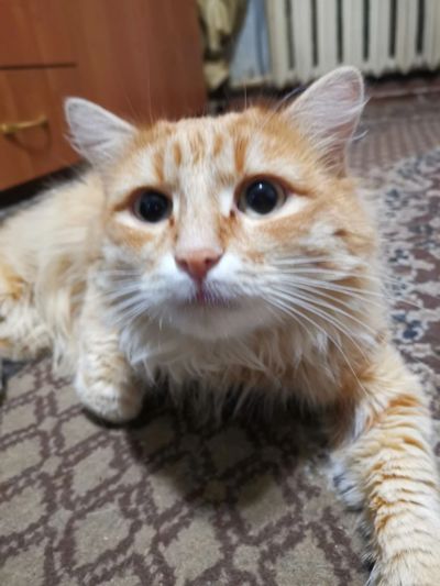 Лот: 19061814. Фото: 1. Кот. Кошки, котята