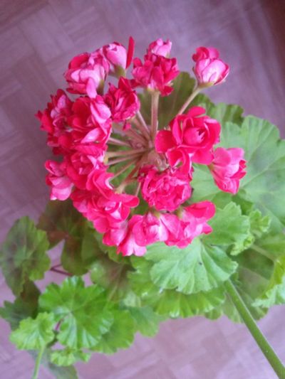 Лот: 15876098. Фото: 1. Пеларгония Rosebud Supreme. Горшечные растения и комнатные цветы