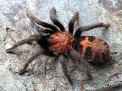 Лот: 4748214. Фото: 1. Паук-птицеед. Cyclosternum fasciatum... Остальные животные
