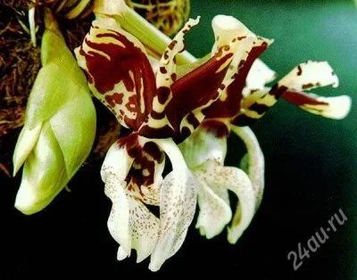 Лот: 1165696. Фото: 1. орхидея стангопея тигровая. Горшечные растения и комнатные цветы