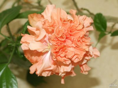 Лот: 13376588. Фото: 1. Гибискус махровый - Double Peach... Горшечные растения и комнатные цветы