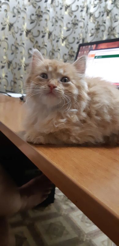Лот: 14648286. Фото: 1. Рыжее чудо. Кошки, котята