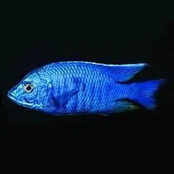 Лот: 8326550. Фото: 1. Копадихромис Лазурный (Copadichromis... Рыбки