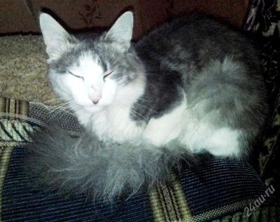 Лот: 2964643. Фото: 1. Нашелся кот дымчато белого цвета... Кошки, котята