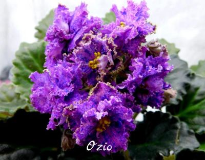 Лот: 5209254. Фото: 1. Фиалка сортовая Ozio лист. Горшечные растения и комнатные цветы