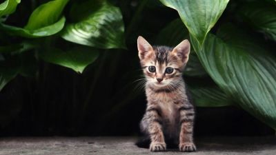 Лот: 9533977. Фото: 1. котята!. Кошки, котята