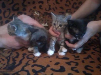 Лот: 3261273. Фото: 1. Отдам хорошеньких котят (возраст... Кошки, котята