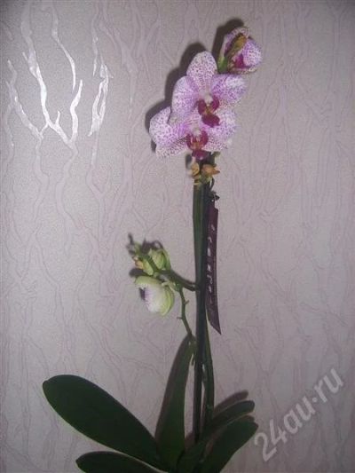 Лот: 703424. Фото: 1. орхидея фаленопсис 5. Горшечные растения и комнатные цветы